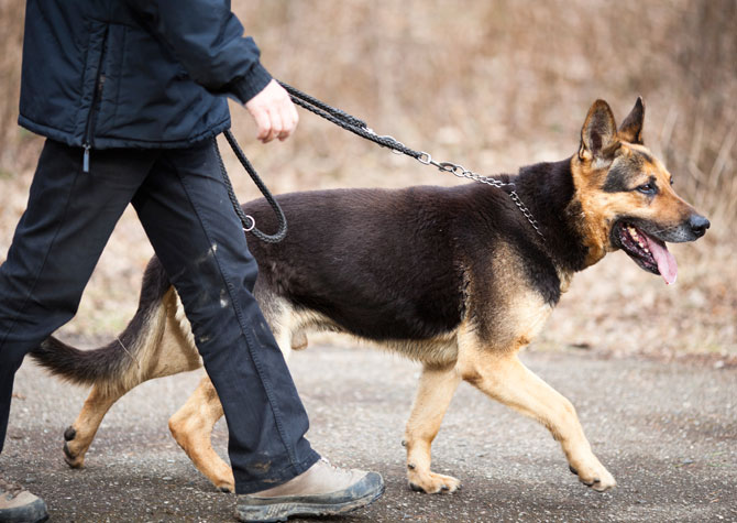 Preventing Dog Walking Injuries