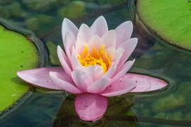 A photo of lily pads and a flower.