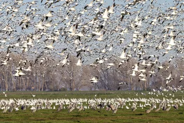 Flock of geese